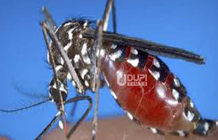 Zakataka Insect ಝೀಕಾ ವೈರಸ್ ಸೋಂಕು ಉಲ್ಬಣ- ದ.ಕ, ಉಡುಪಿಯಲ್ಲಿ ಕಟ್ಟೆಚ್ಚರಕ್ಕೆ ಸರ್ಕಾರ ಸೂಚನೆ ...